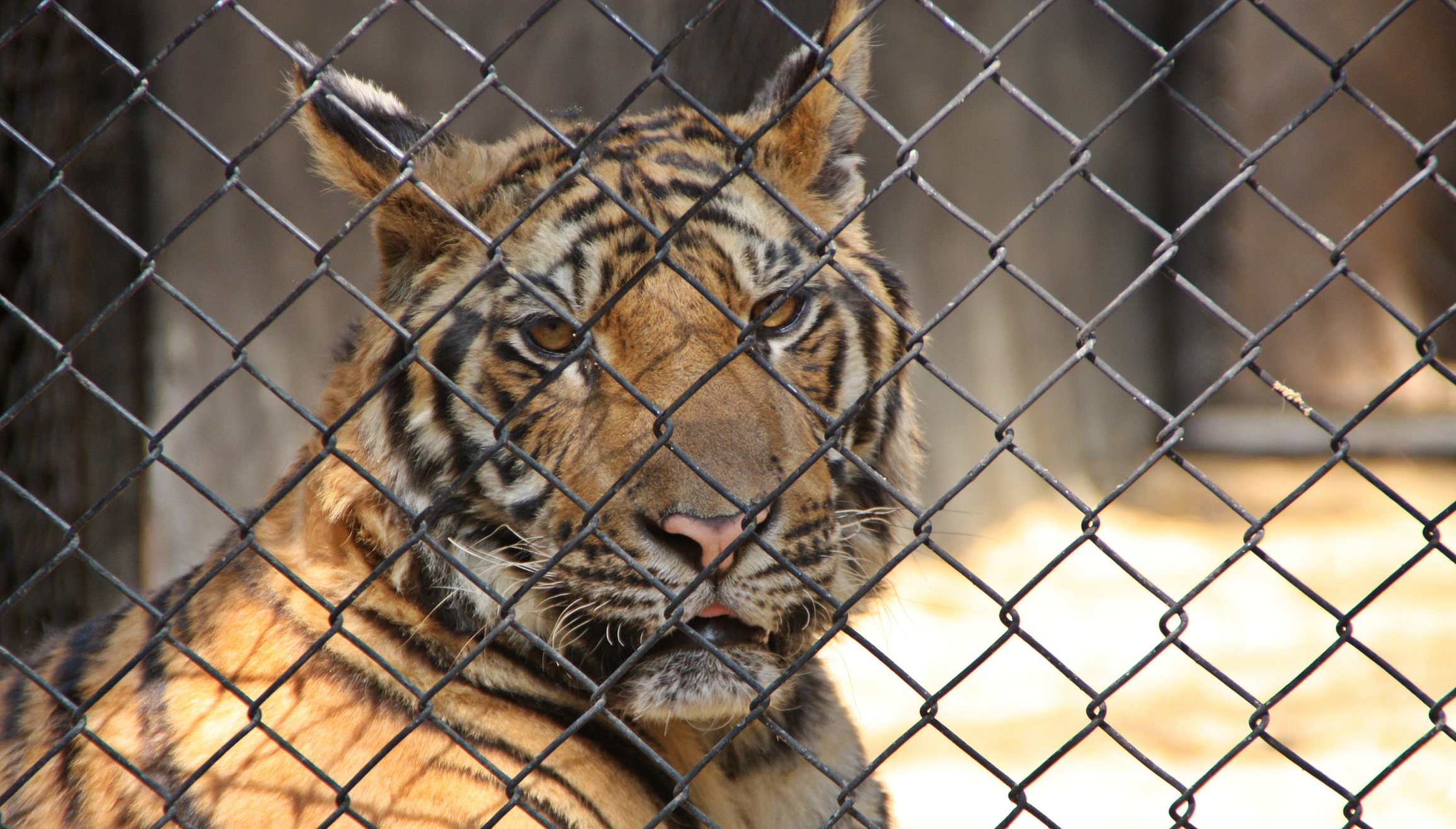 Caged tiger.