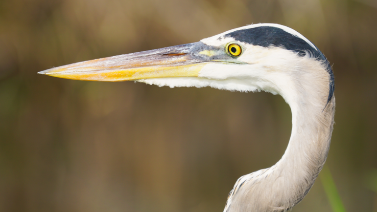 Great Blue Heron in Everglades National Park