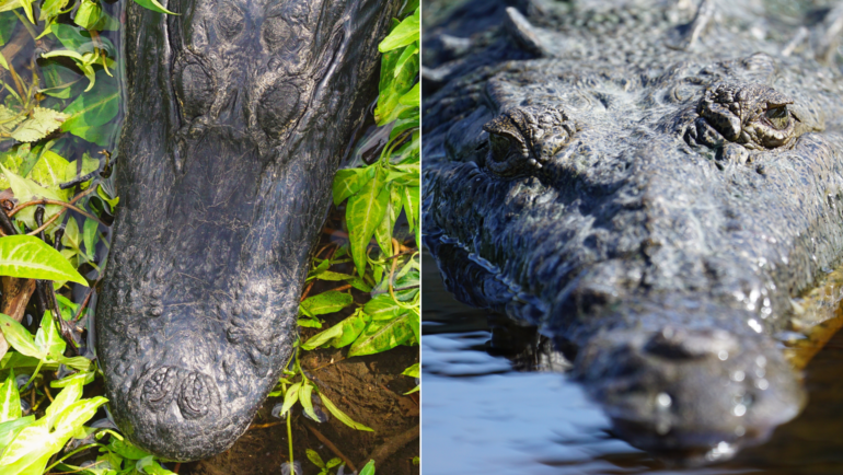 difference between American alligators and American crocodiles