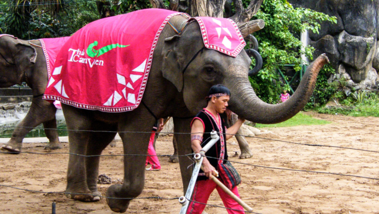 Cruel Captive elephant show in Vietnam