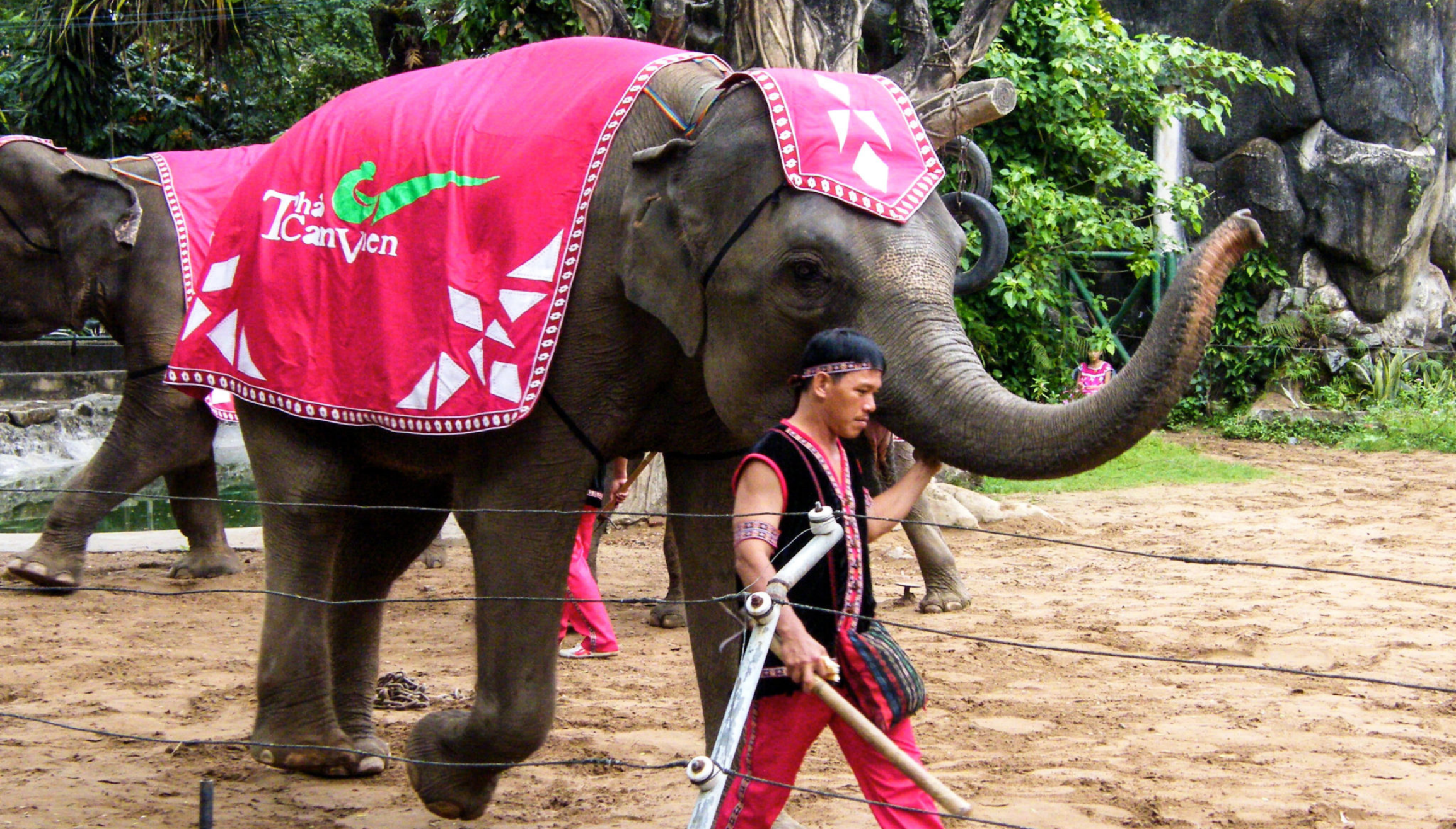 Cruel Captive elephant show in Vietnam