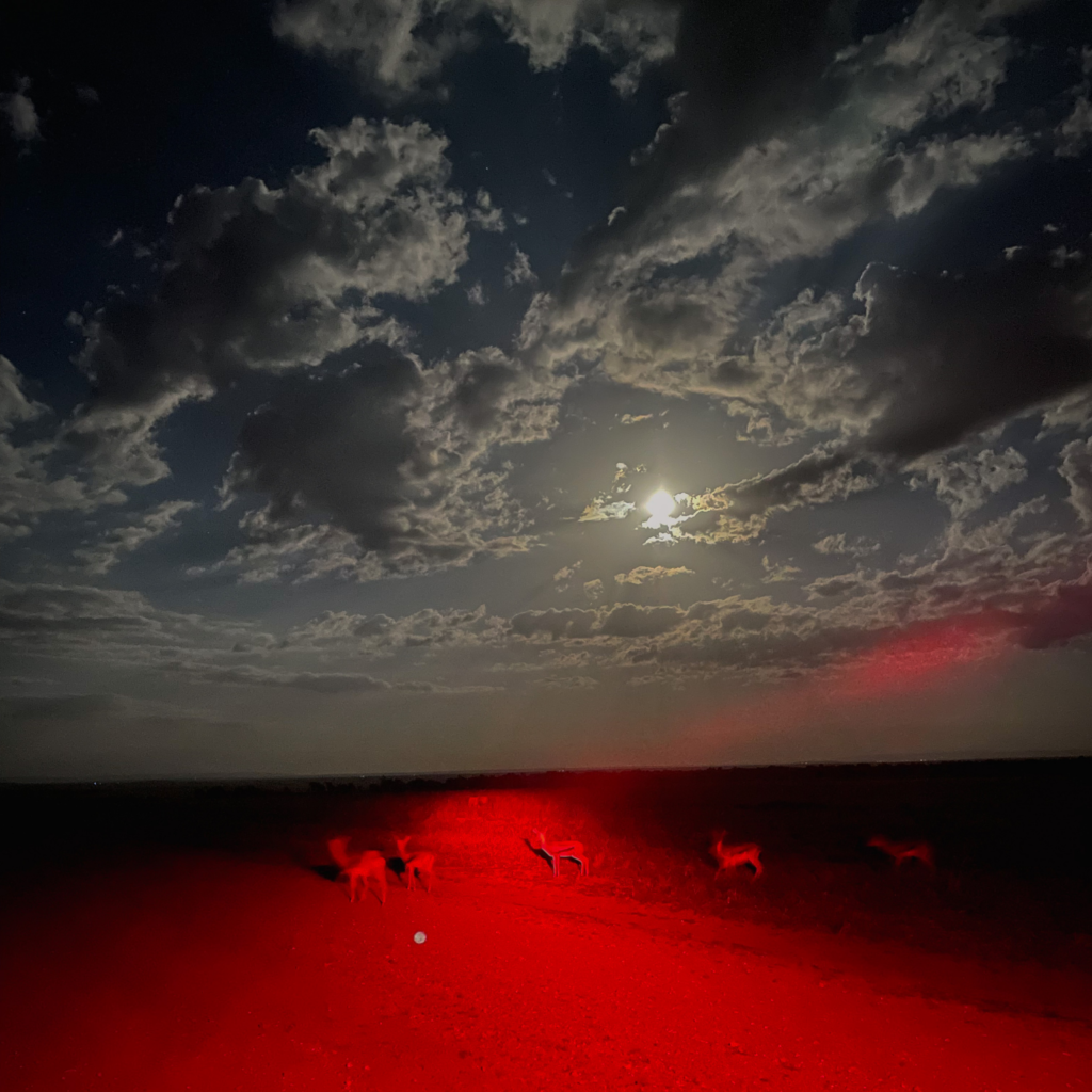 thomson gazelle under a full moon on a night game drive safari