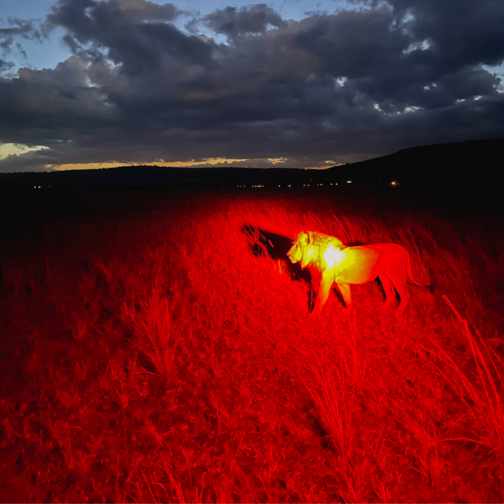 red flashlight glow of a male lion walking on a night game drive safari