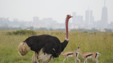 Iconic Nairobi National Park with ostrich and gazelle and the cityscape