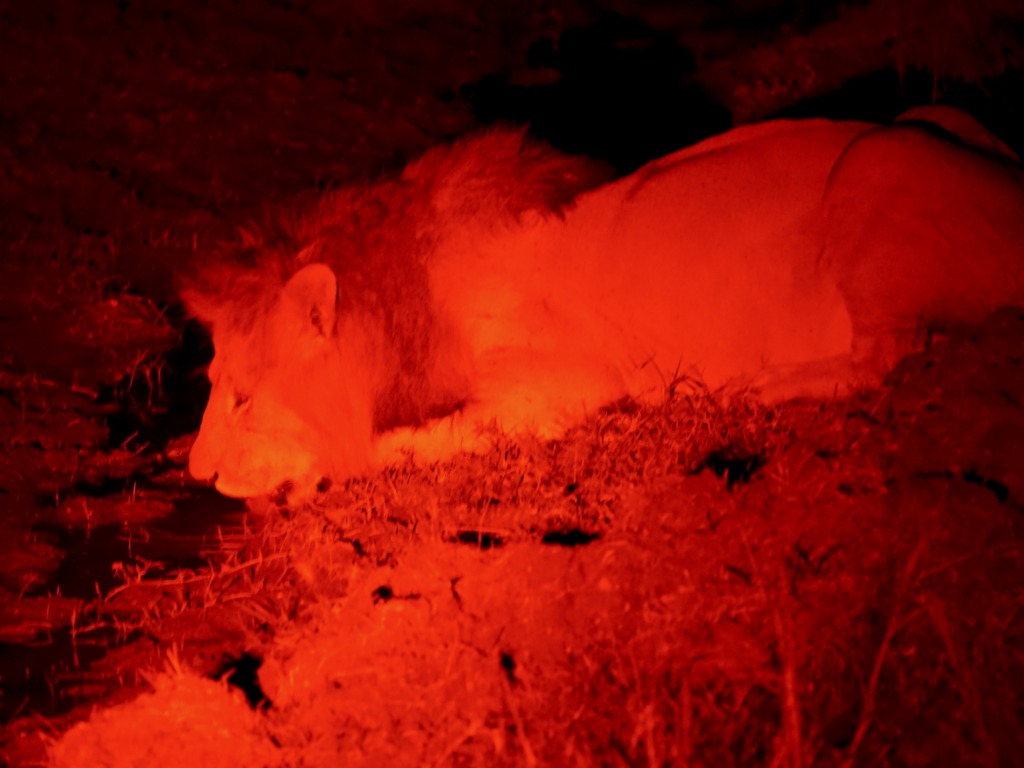 red lit male lion drinking water during a night game drive safari