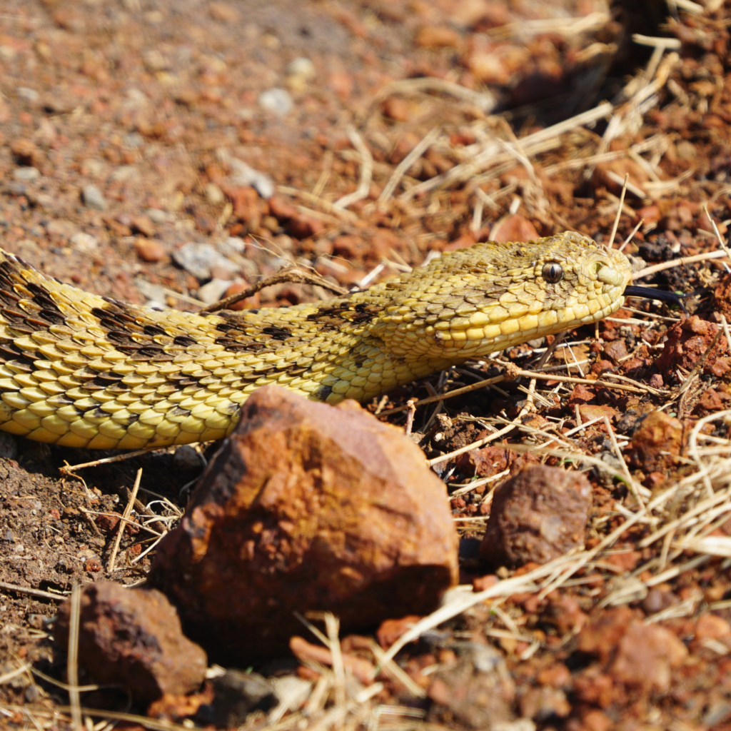 Venomous puff adder snake crossing the road in Masai Mara National Reserve, Kenya
