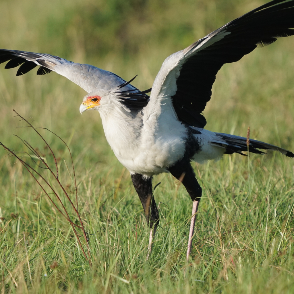 Secretary bird with wings spread wide in Masai Mara National Reserve