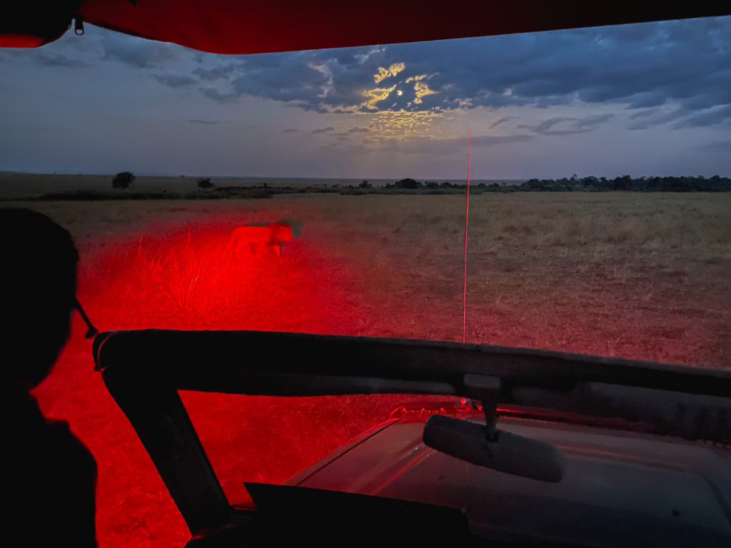 male lion walking in front of a jeep at night with the red spotlight glow