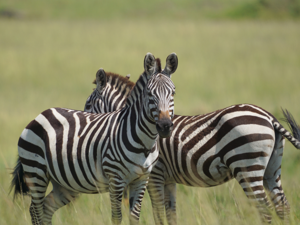 two zebras standing side by side in Masai Mara Reserve Kenya