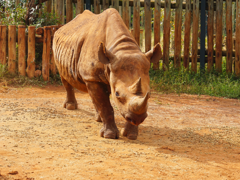 Blind black rhino at Sheldrick wildlife trust elephant orphanage