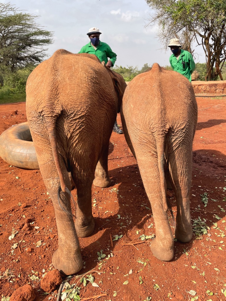 Two baby elephant butts at Sheldrick Wildlife Trust in Nairobi Kenya