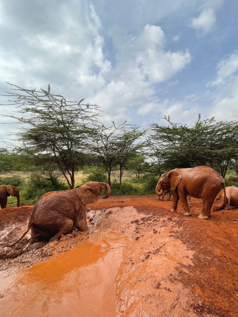 Baby elephants covered in red mud in Kenya