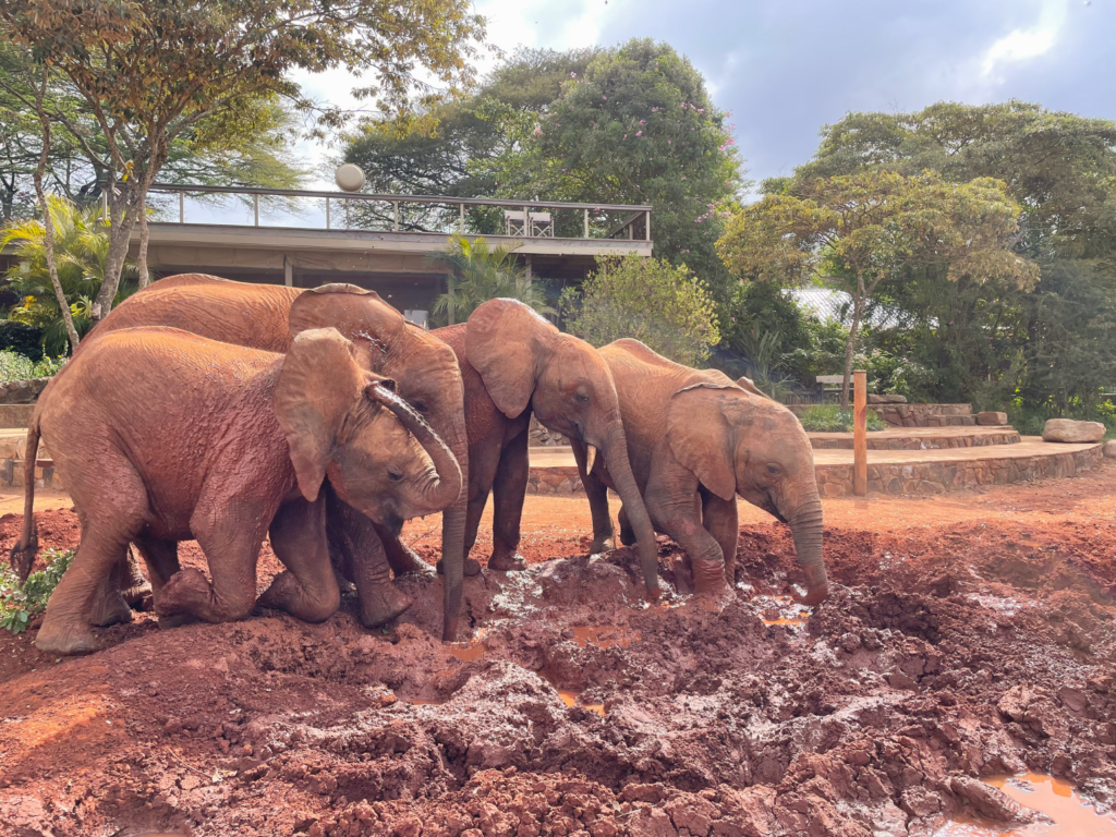 Four baby elephants playing in the mud!