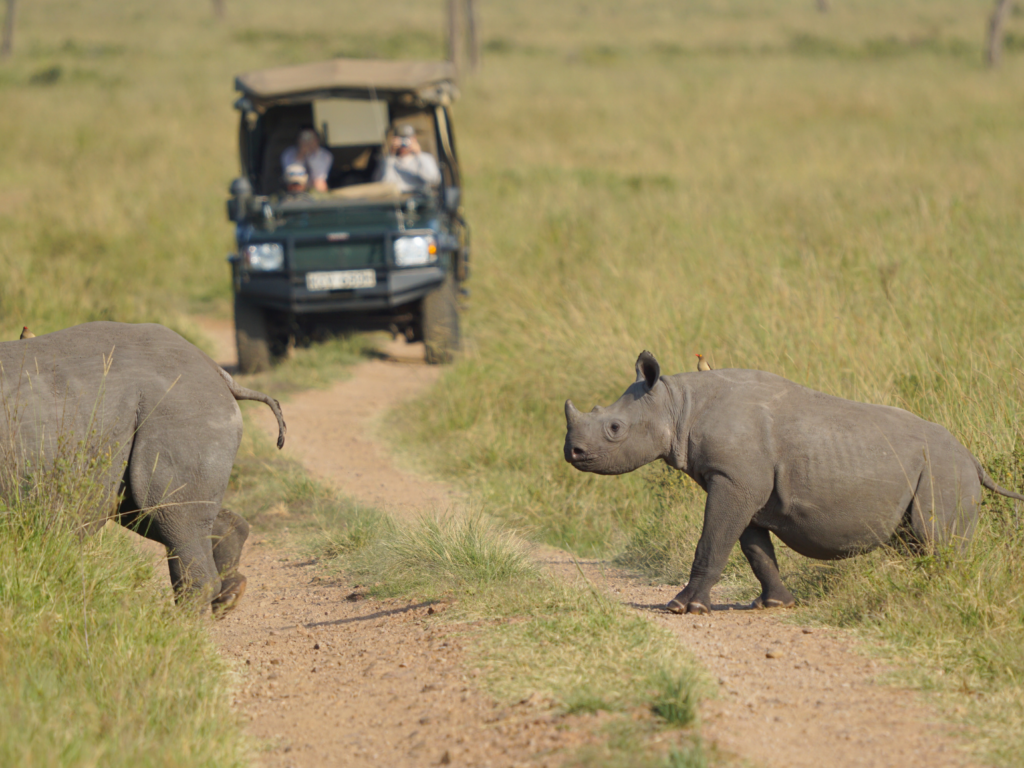 Two black rhinos crossing the road with a safari jeep nearby