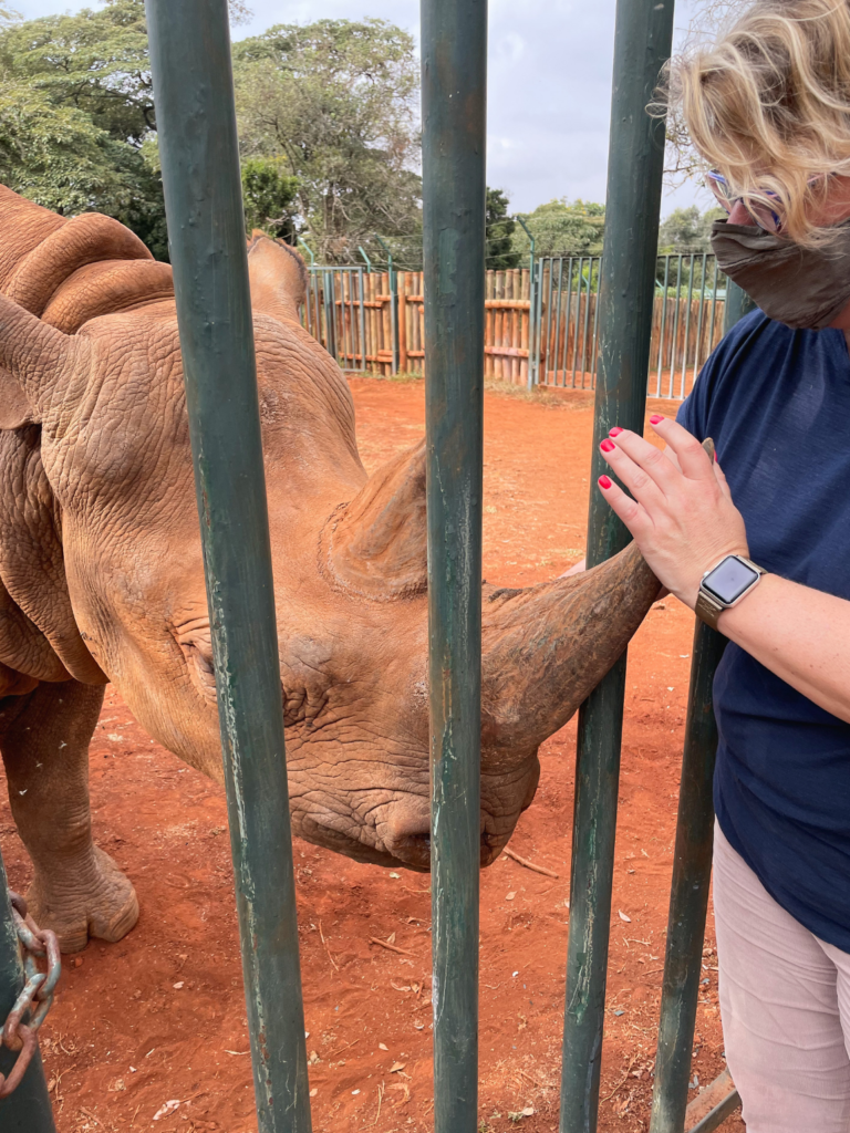 Sheldrick Wildlife Trust staff member interacting with Maxwell the black rhino through a safe barrier