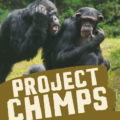 Project Chimps