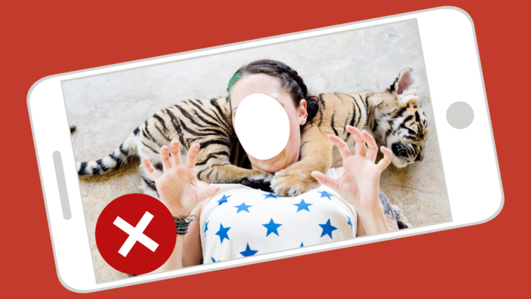 Abusive animal selfie with a sleeping tiger cub