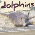 Strand Feeding Dolphins