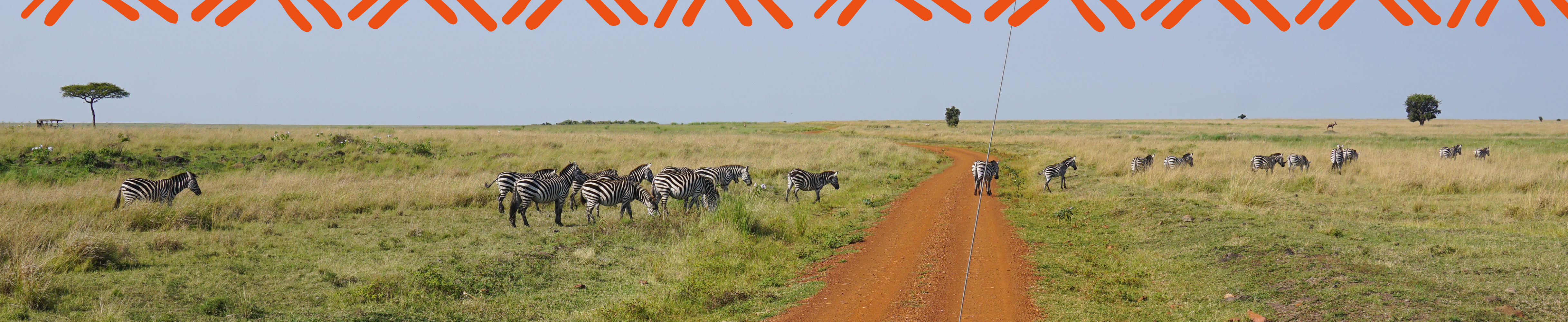 Destinations Background with Zebras on safari