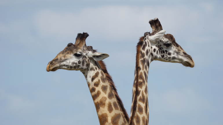Male Masai giraffes playfully necking in Masai Mara National Reserve, Kenya.