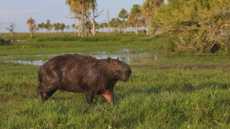 Capybara in Iberá National Park