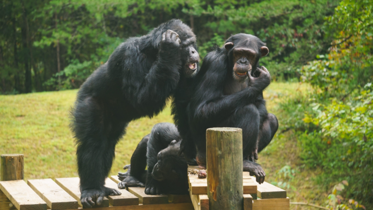Retired Research Chimpanzees at Project Chimps