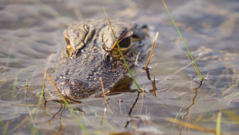 Baby American alligator resting in the water in Everglades National park