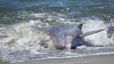Bottlenose dolphin strand feeding in South Carolina.
