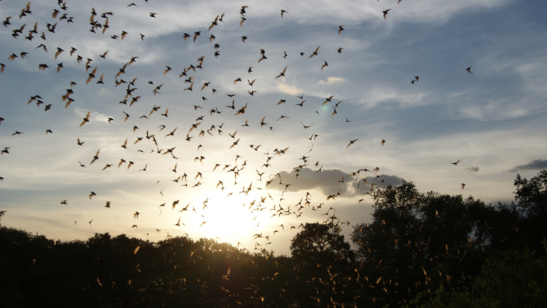 Mexican free-tailed bats flying over Bracken Cave Preserve