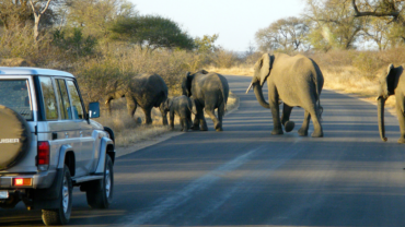 Herd of elephants crossing the road just outside Skukuza Rest Camp in Kruger National Park.