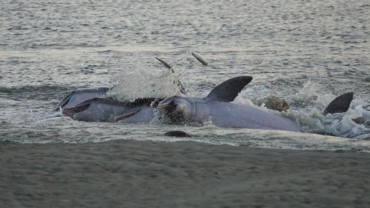 group of bottlenose dolphins strand feeding in South Carolina