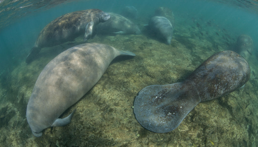 Manatee group underwater