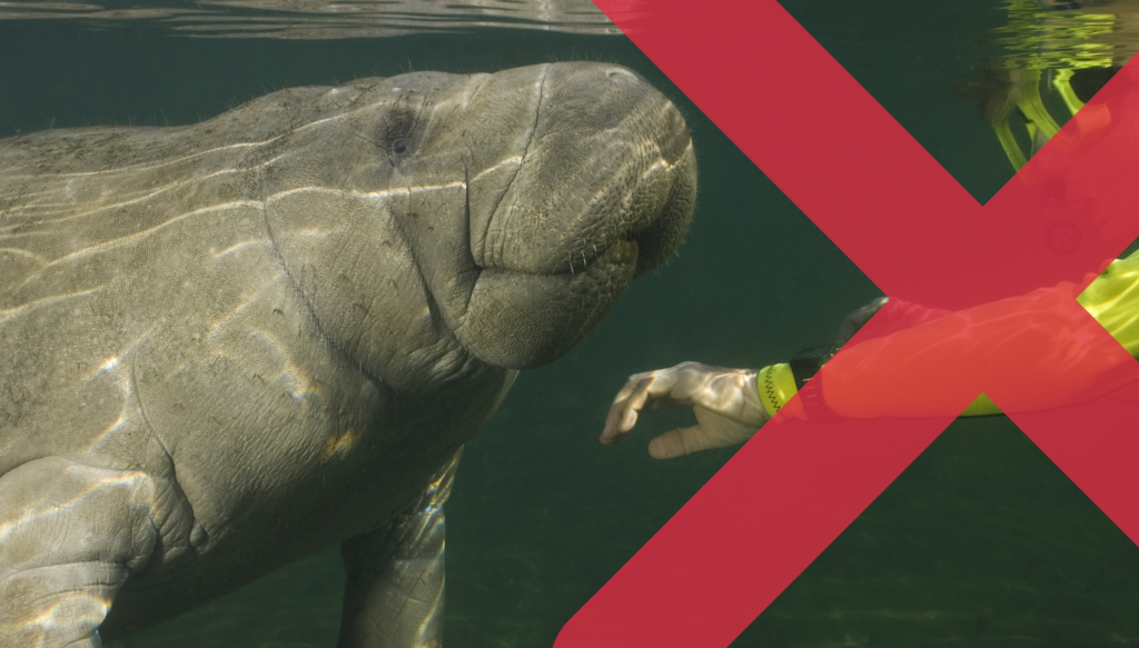 Unethical manatee tourism