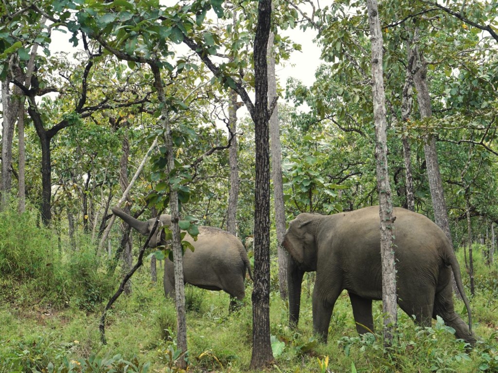 Two female Asian elephants walking the woodlands of Yok Don National Park, Vietnam.