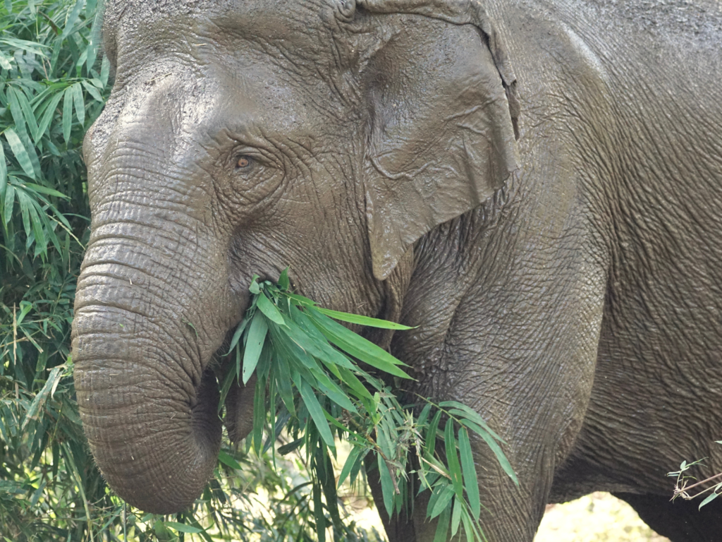 Rescued Asian elephant eating bamboo in Yok Don National Park, Vietnam.