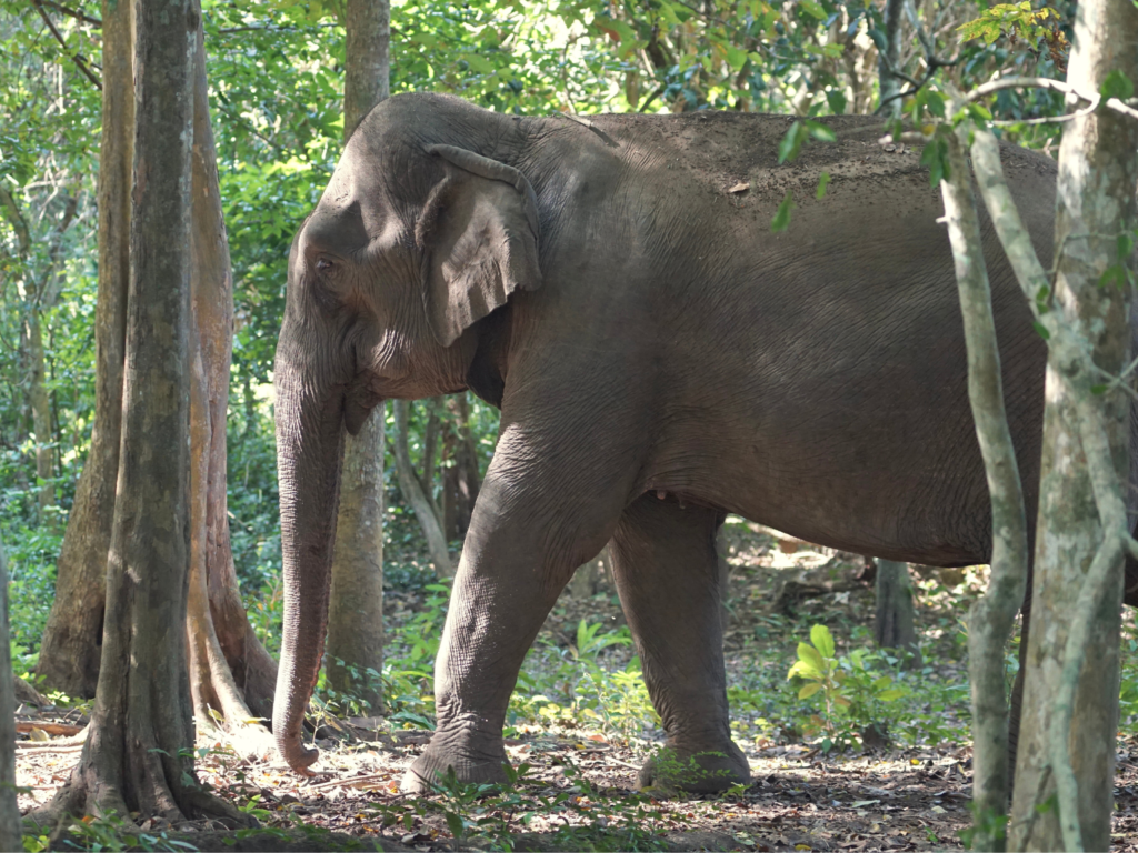 Rescued Asian elephant exploring the forests of Yok Don National Park, Vietnam.