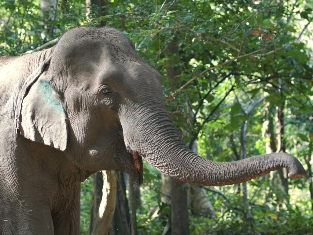 Female Asian elephant in the forest of Yok Don National Park in Vietnam