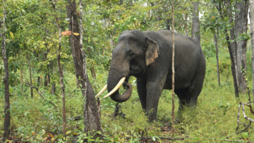 One of the mature male Asian elephants in Yok Don National Park, Vietnam.